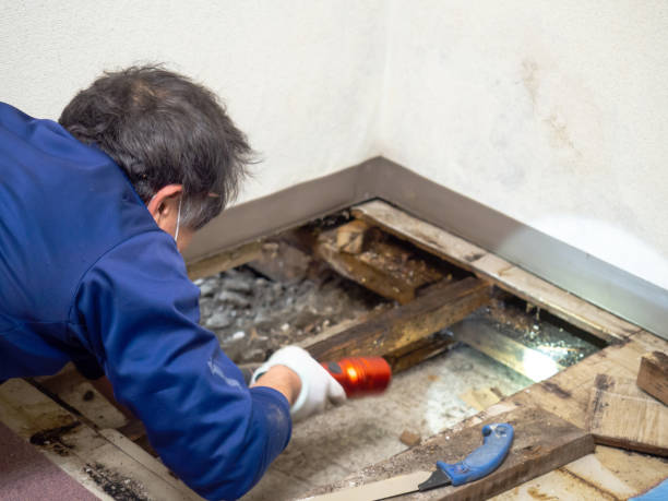 Best Commercial Mold Removal  in Crossville, AL
