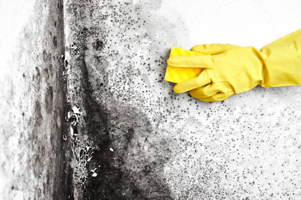 Best Black Mold Removal  in Crossville, AL