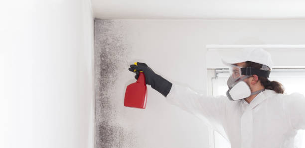 Best Certified Mold Removal  in Crossville, AL