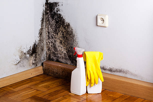 Best Certified Mold Removal  in Crossville, AL