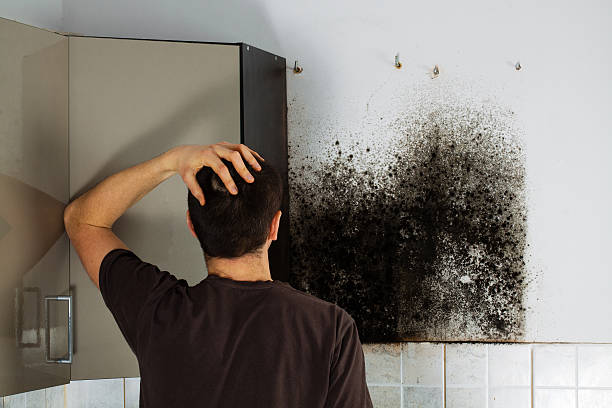 Best Mold Testing  in Crossville, AL