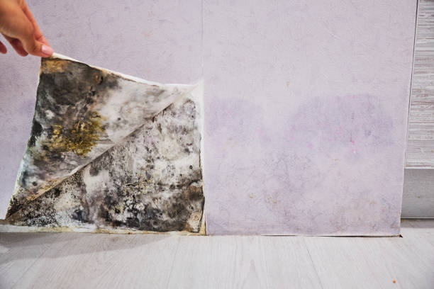 Best Mold Remediation  in Crossville, AL